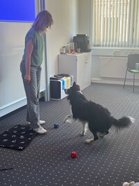 Foto Einblick in den Workshop "Lernen mit einem Schulhund" vom 14. Mai 2025